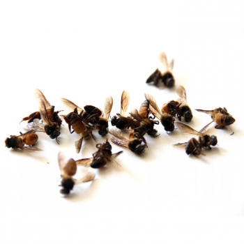 Подмор пчелиный